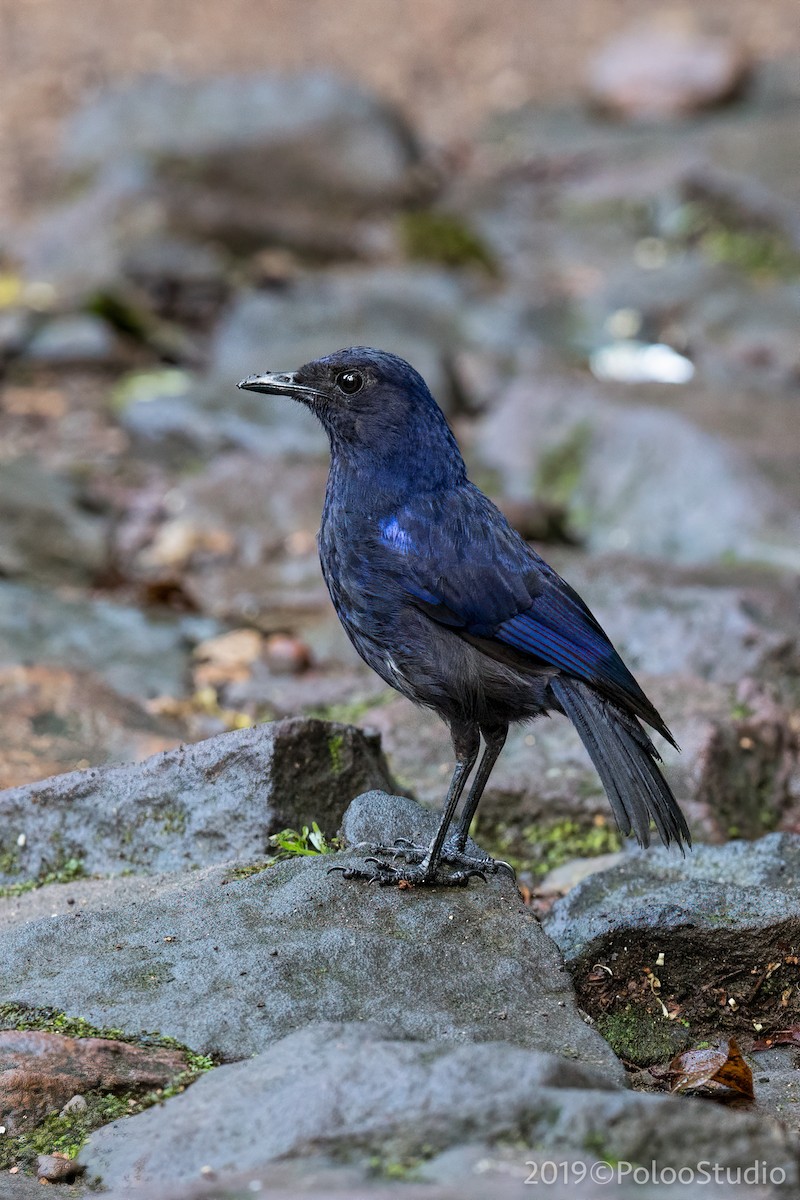 Яванская синяя птица - ML159078911