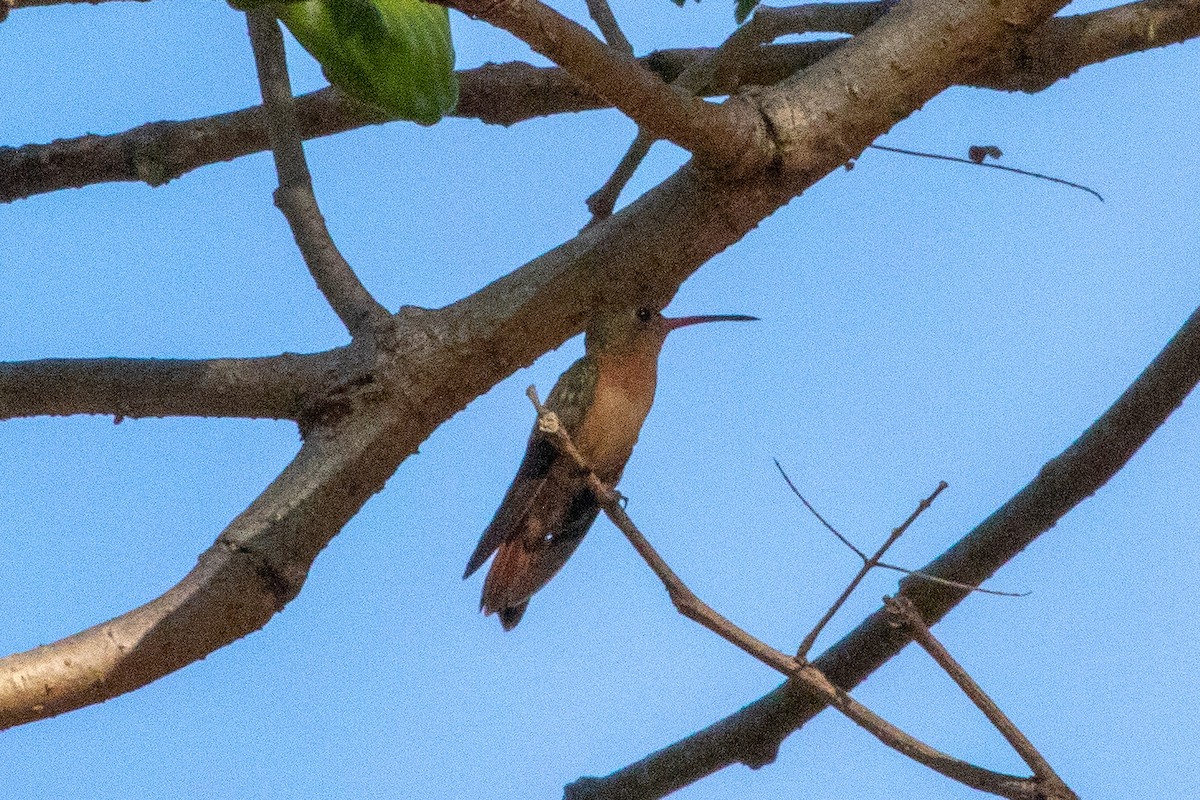 Cinnamon Hummingbird - ML159079981