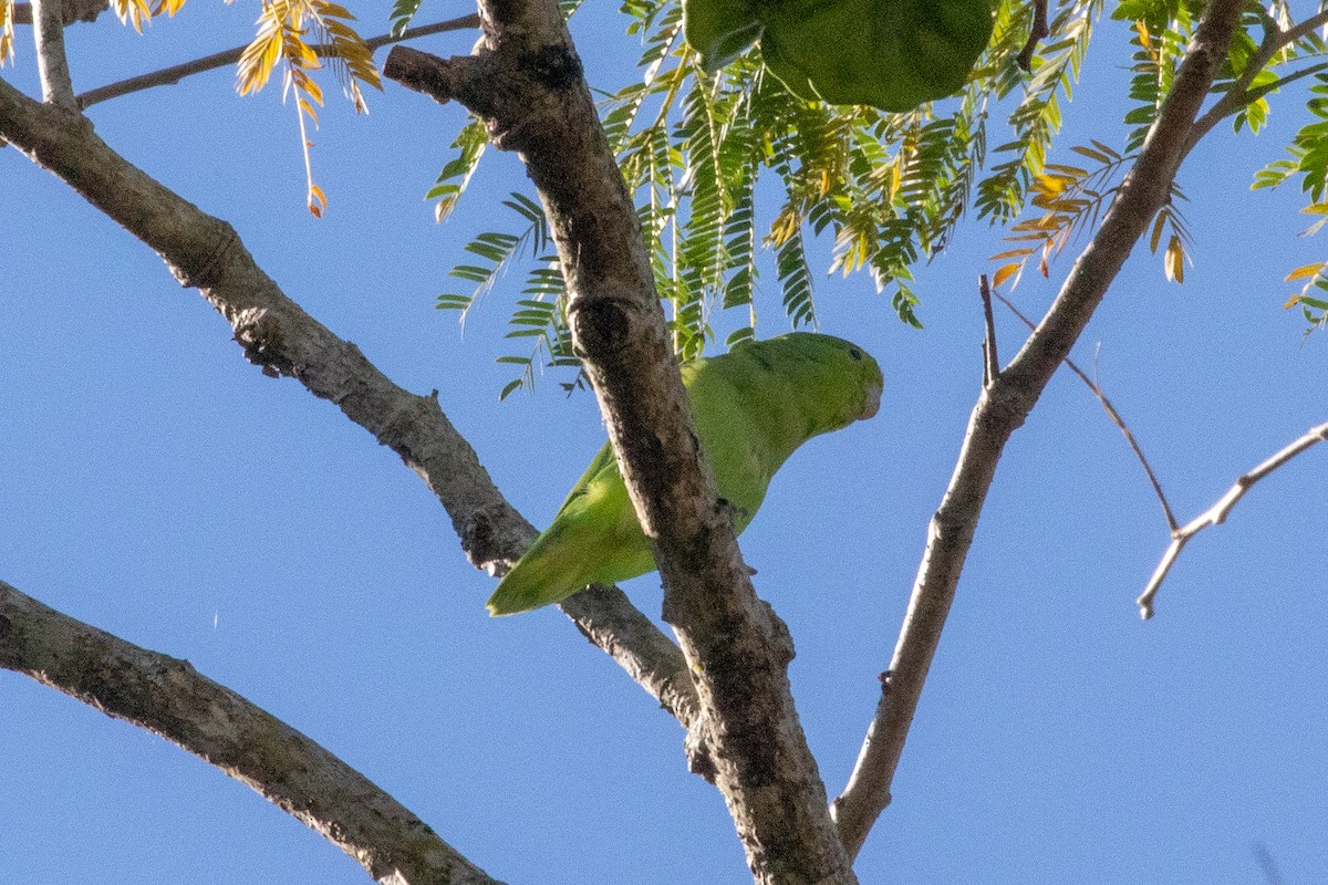 Mexican Parrotlet - ML159080211