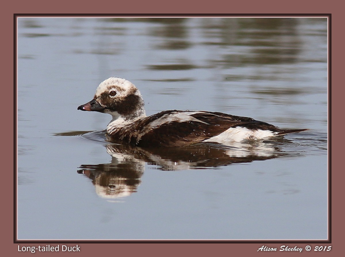Long-tailed Duck - Alison Sheehey