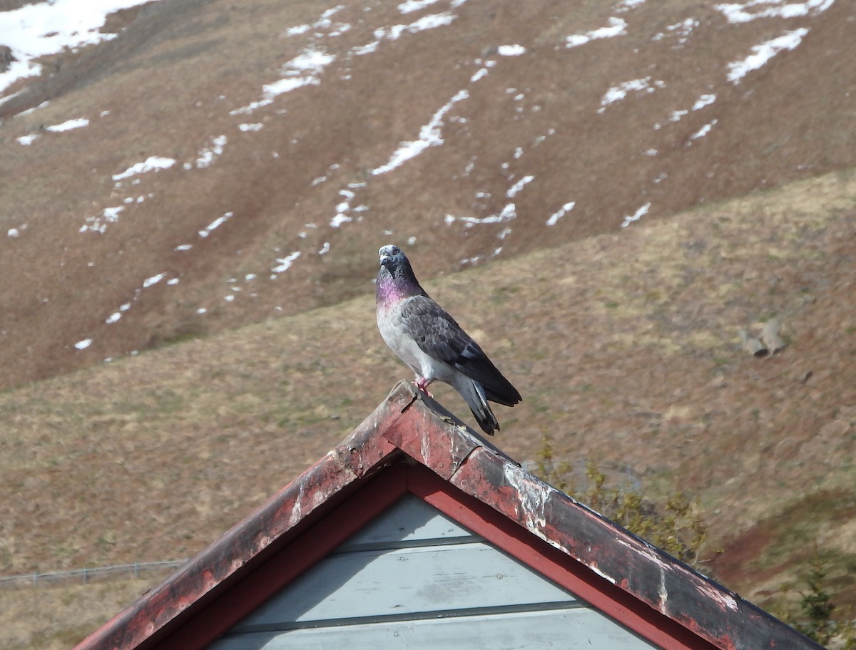 Rock Pigeon (Feral Pigeon) - ML159084061