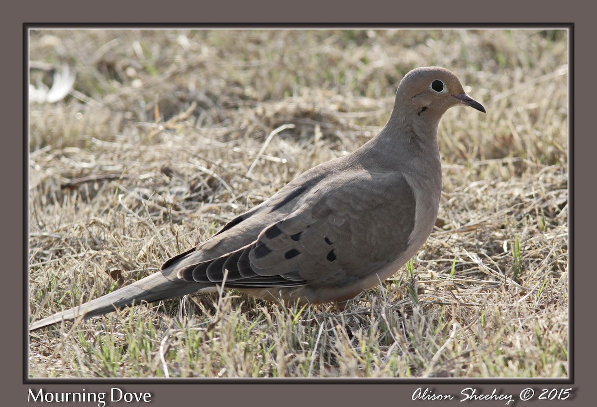 Mourning Dove - Alison Sheehey