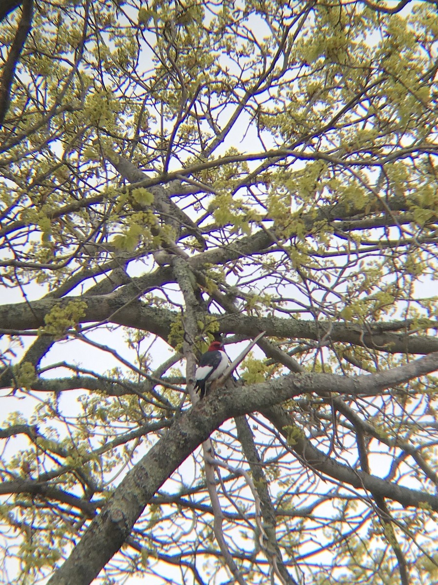 Red-headed Woodpecker - ML159087831