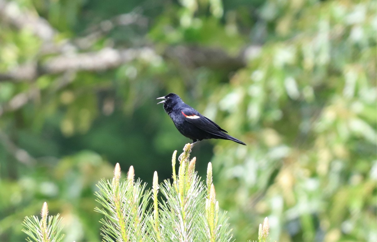 Red-winged Blackbird - ML159087981