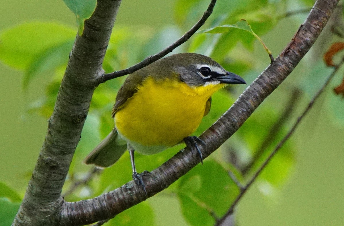 Yellow-breasted Chat - ML159089161