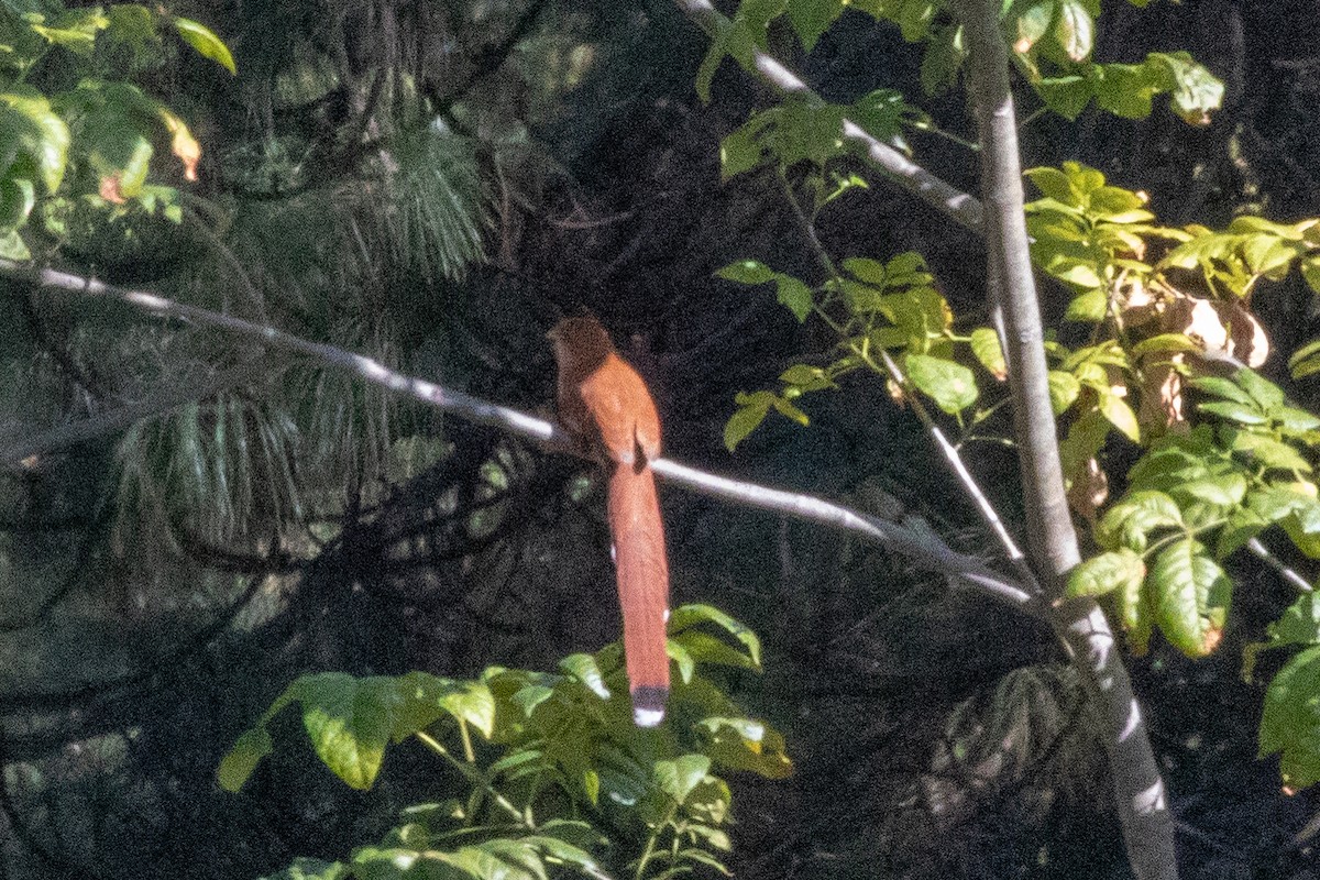 Squirrel Cuckoo (West Mexico) - ML159089461