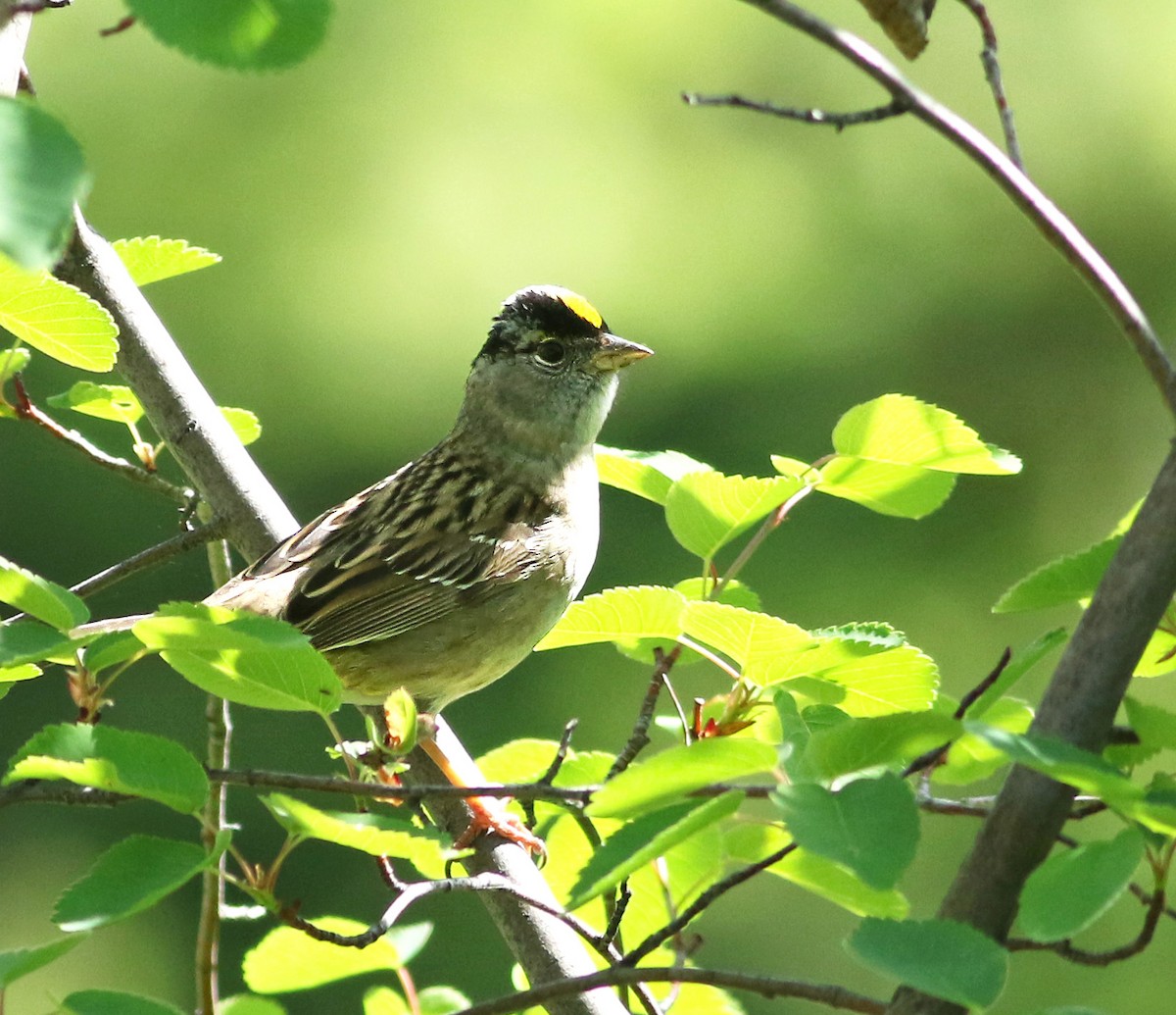 Golden-crowned Sparrow - ML159089511
