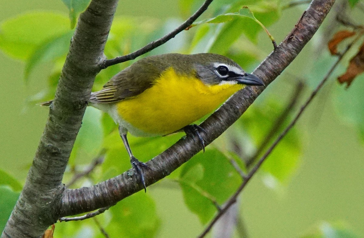 Yellow-breasted Chat - ML159089681