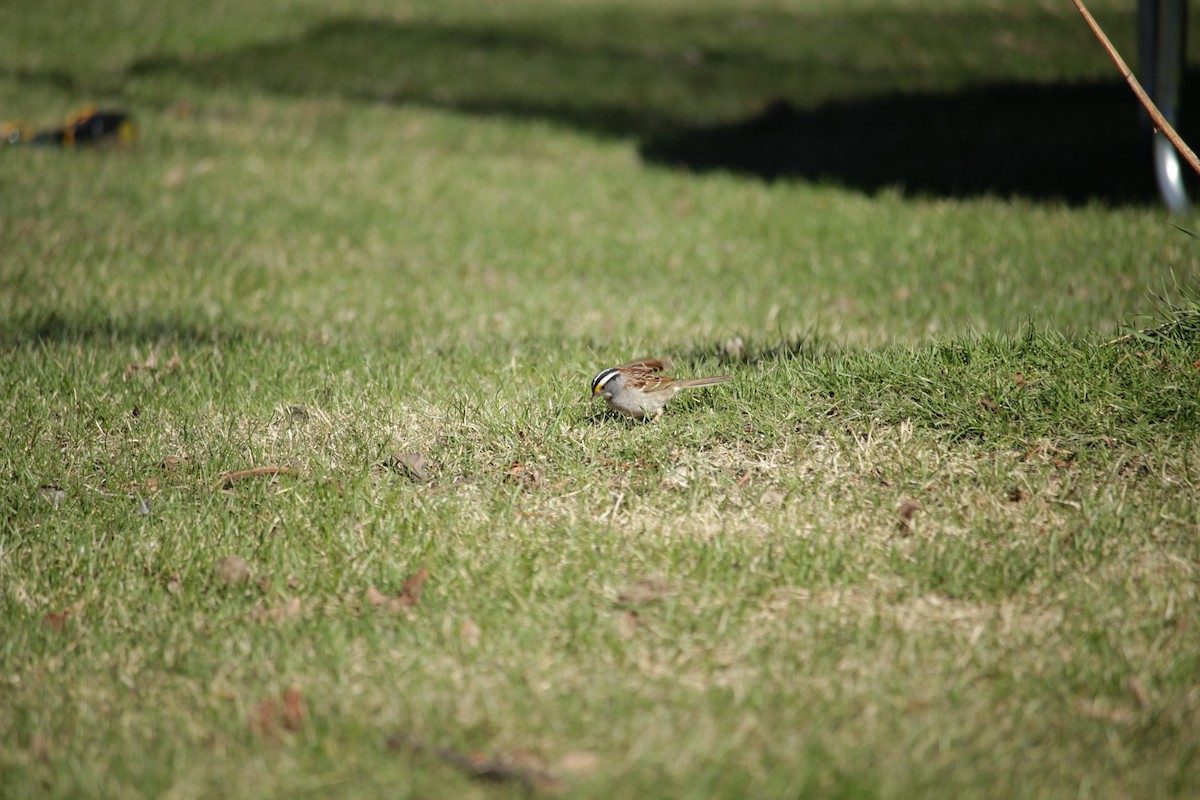 White-throated Sparrow - ML159091211