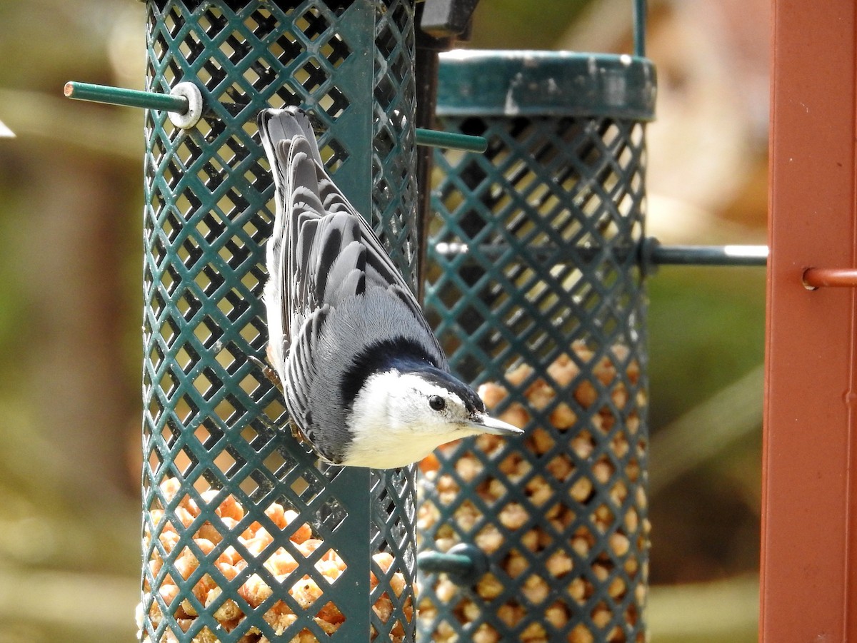 White-breasted Nuthatch - ML159092501
