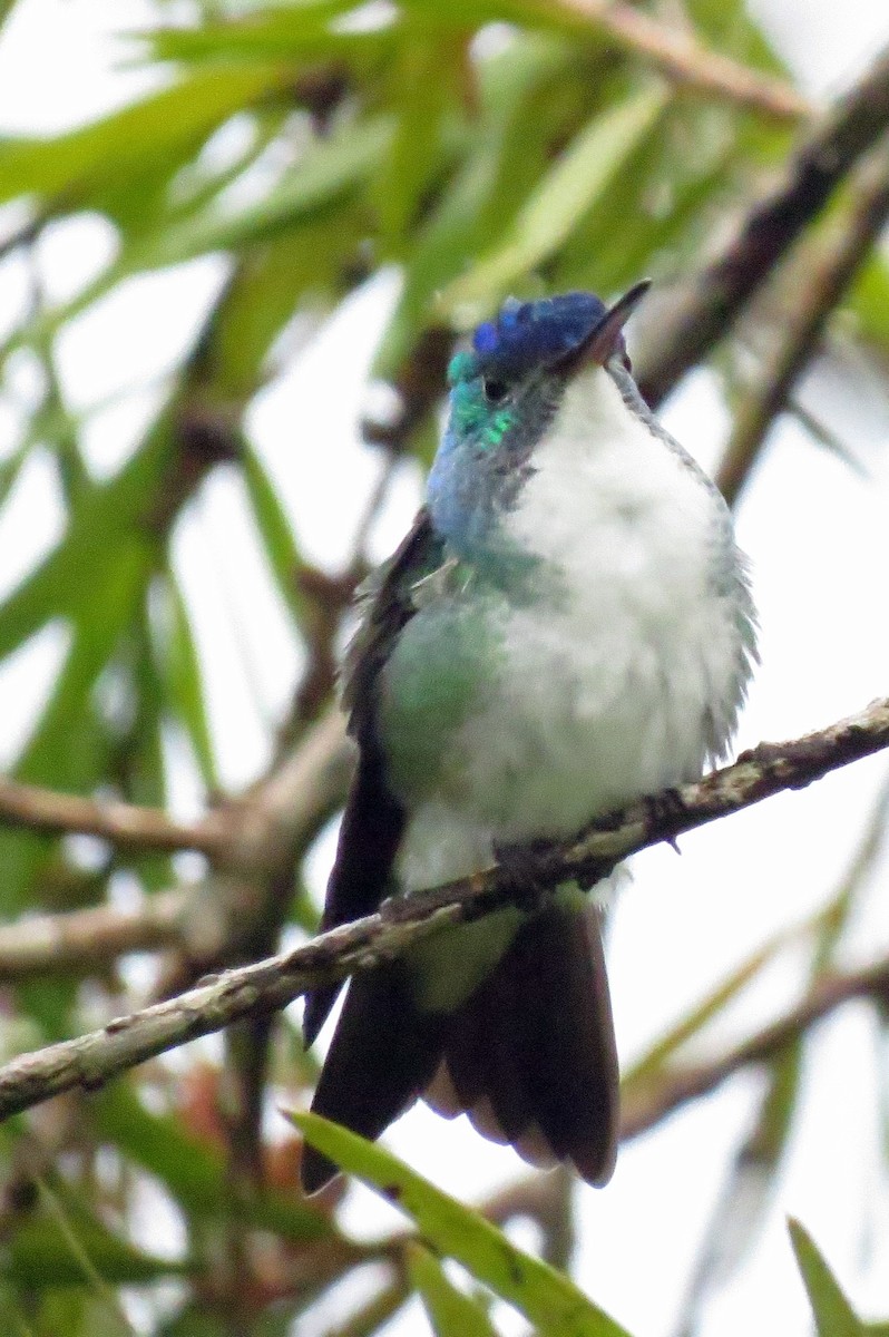 Andean Emerald - ML159095651
