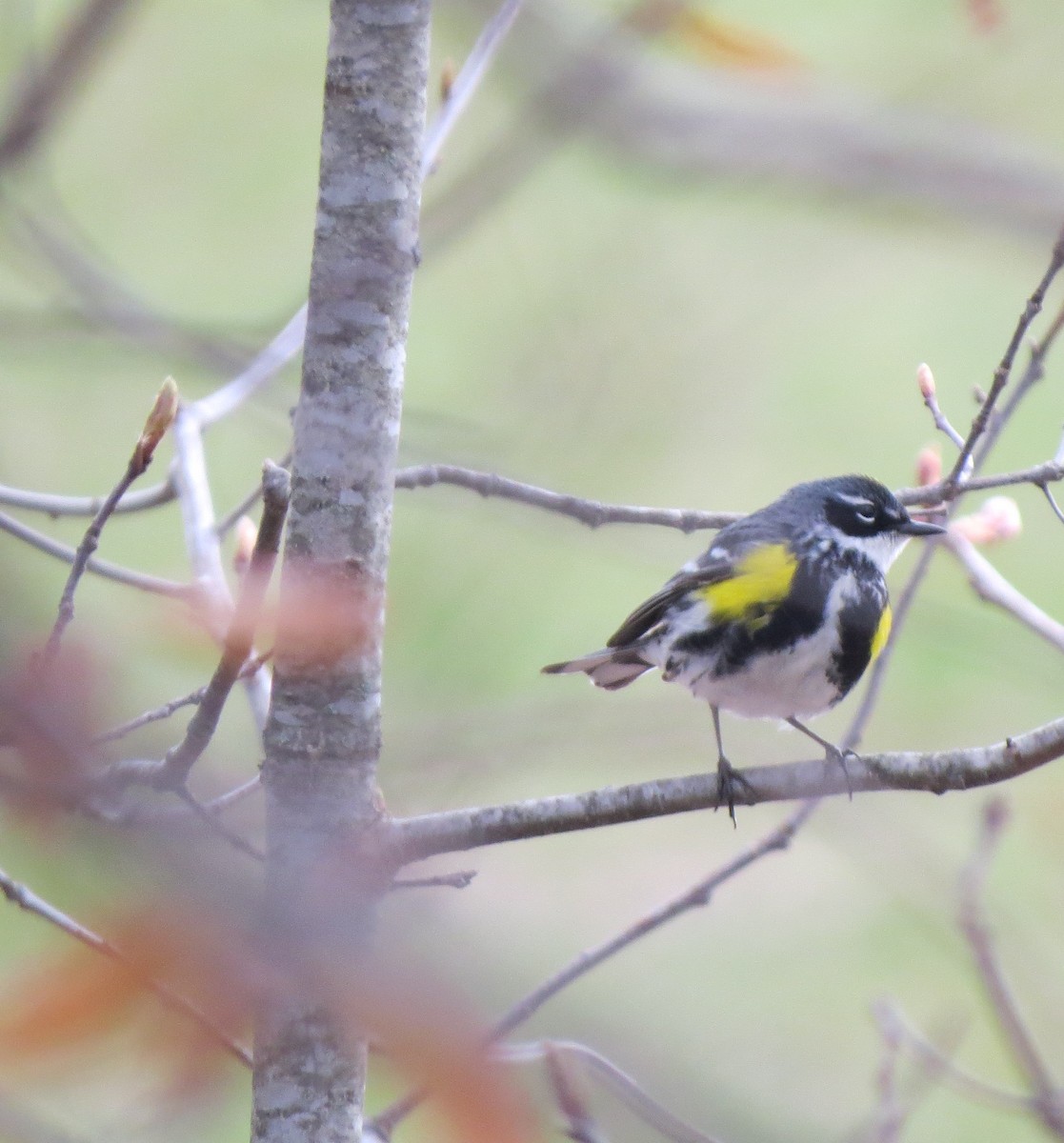 Yellow-rumped Warbler (Myrtle) - Jerry Smith