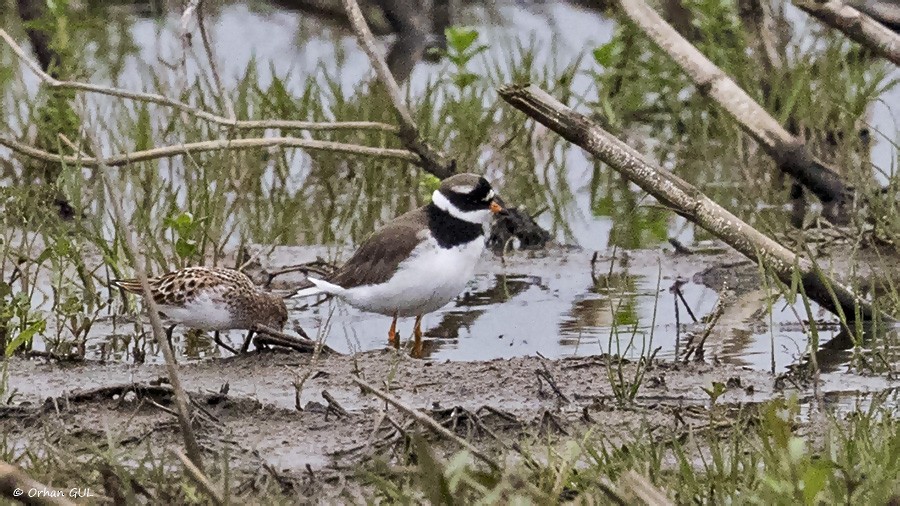 Common Ringed Plover - Orhan Gül