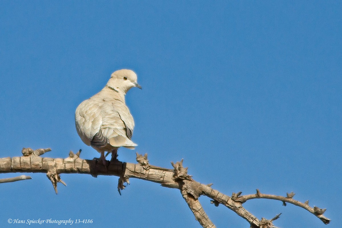 Eurasian Collared-Dove - Hans Spiecker