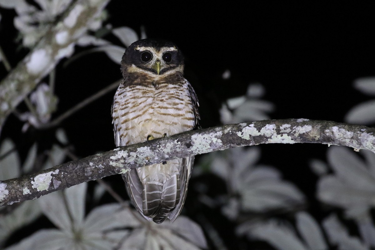 Band-bellied Owl - ML159100741
