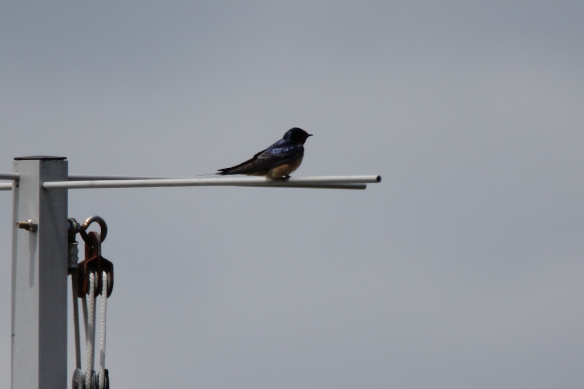 Barn Swallow - ML159100891
