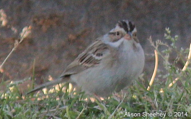 Clay-colored Sparrow - ML159104541