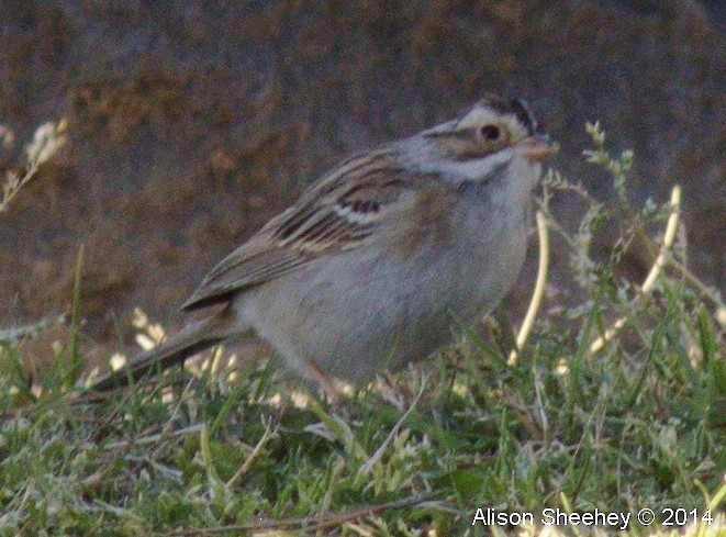 Clay-colored Sparrow - ML159104551