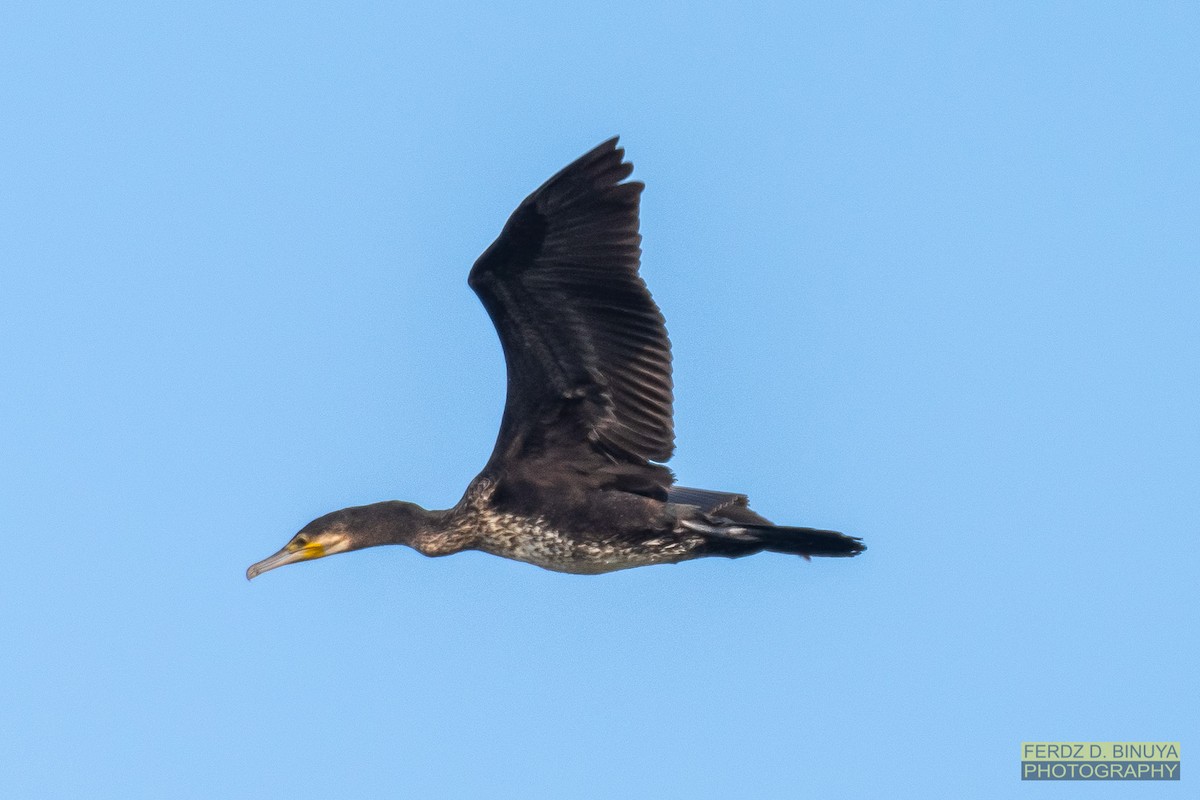 Great Cormorant - Ferdinand Binuya