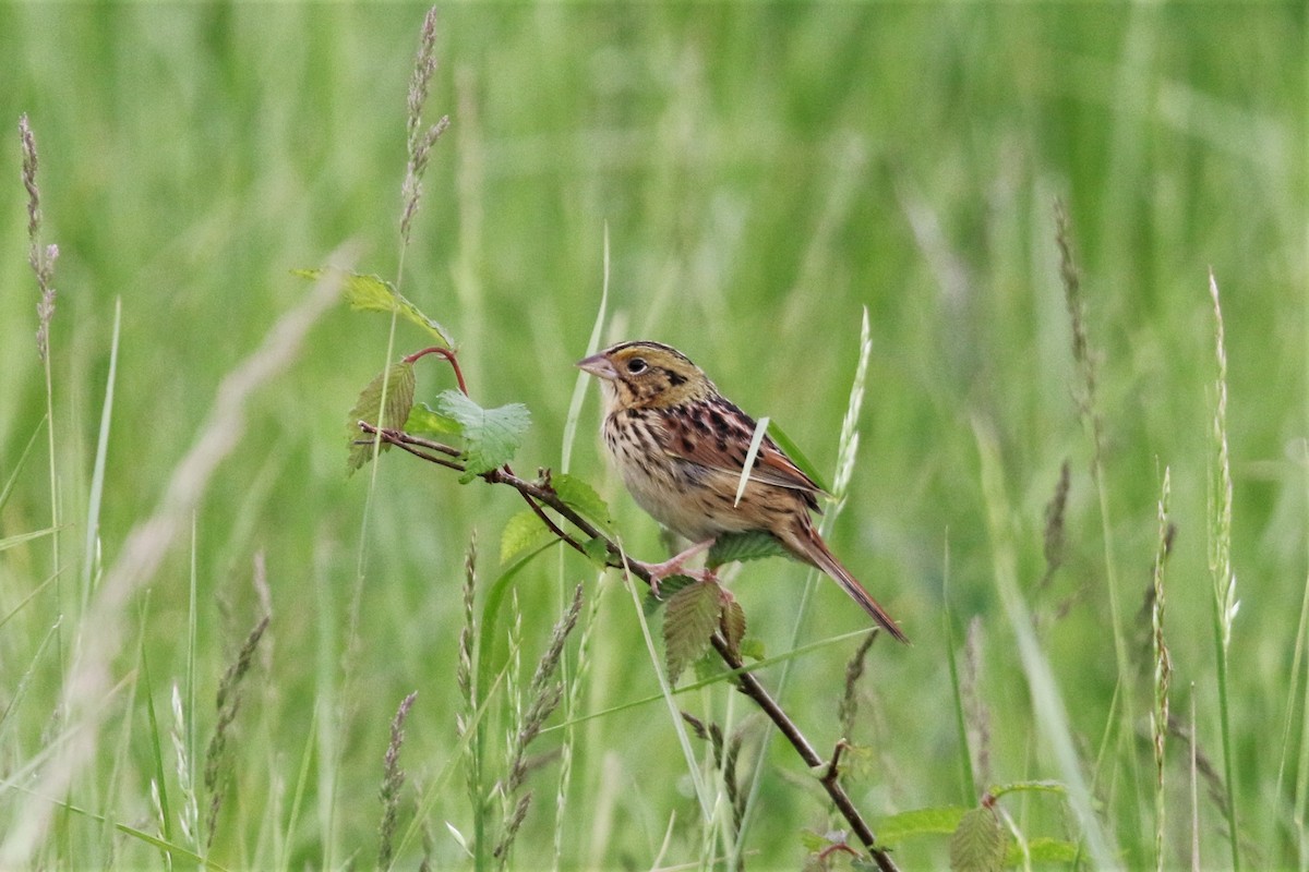 Henslow's Sparrow - ML159106981