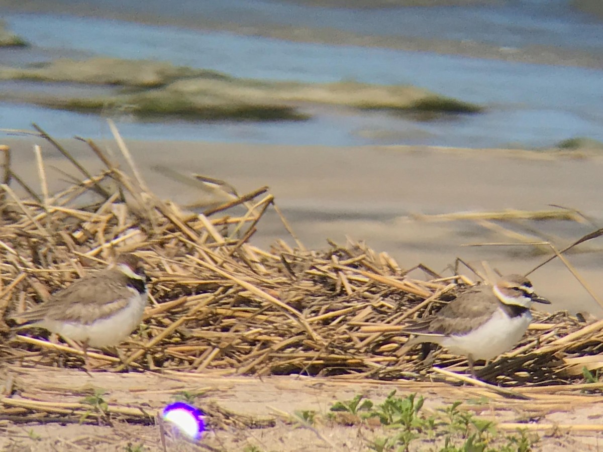Wilson's Plover - New Jersey Historical Records