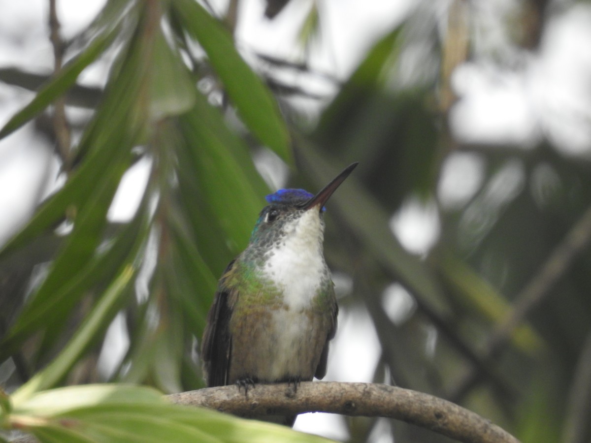 Azure-crowned Hummingbird - ML159109981