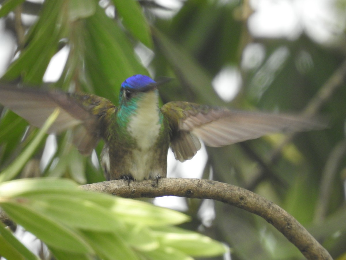 Azure-crowned Hummingbird - ML159110021