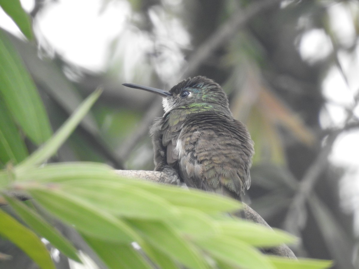 Azure-crowned Hummingbird - Rudy Botzoc @ChileroBirding