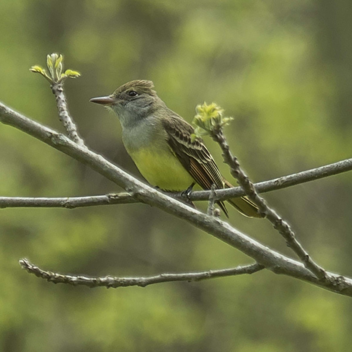 Great Crested Flycatcher - ML159113771