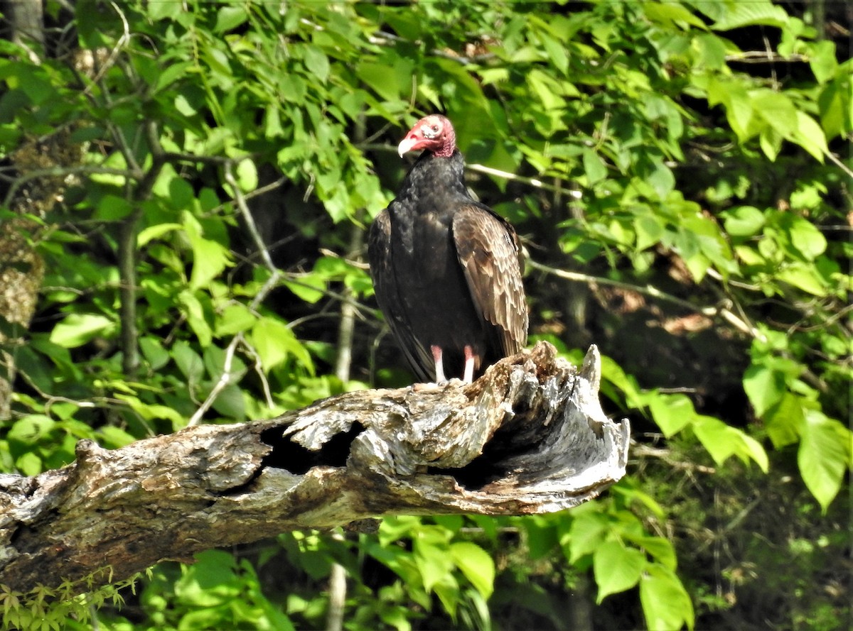 Turkey Vulture - Emily Donahue