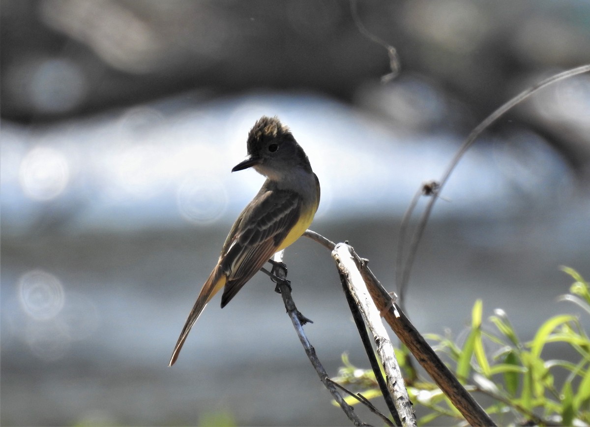 Great Crested Flycatcher - Emily Donahue