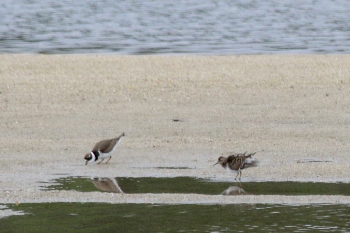 Semipalmated Plover - ML159121251