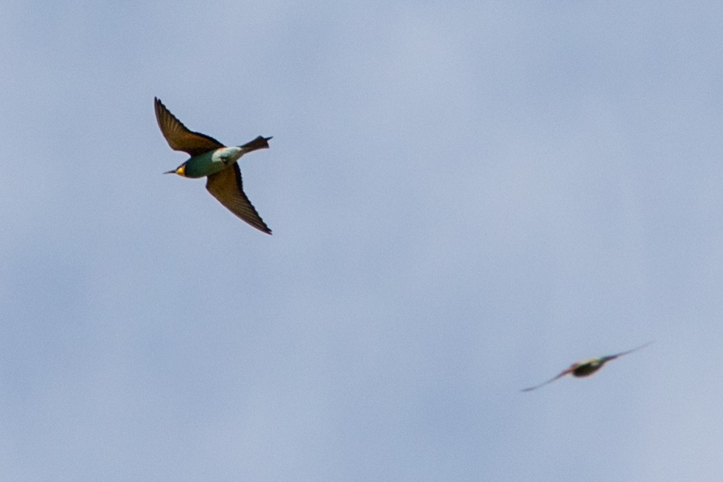European Bee-eater - Rob&Andreia Wust