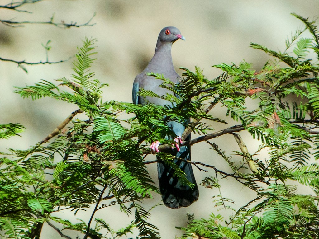 Peruvian Pigeon - ML159123601