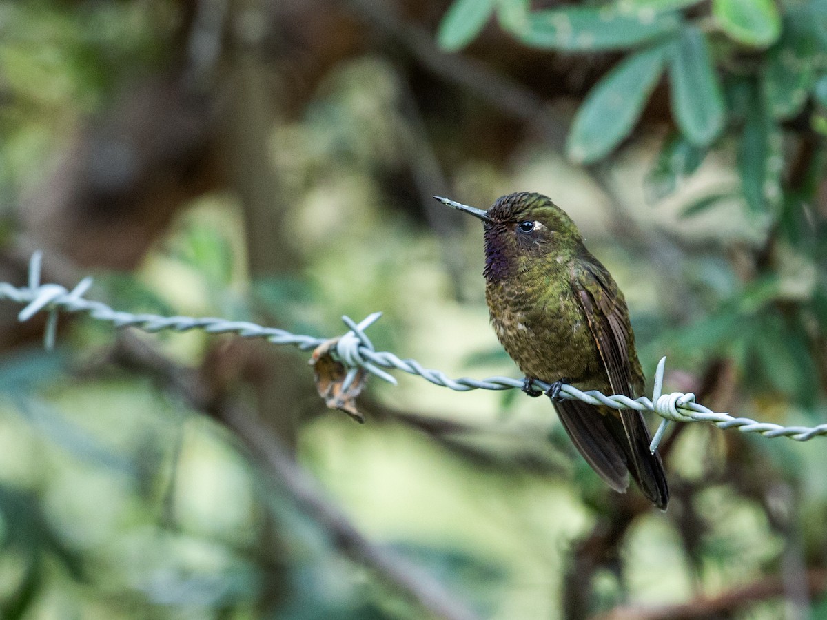 Violet-throated Metaltail - Nick Athanas