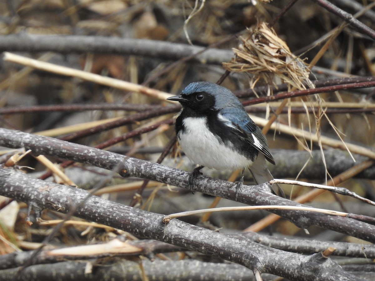 Black-throated Blue Warbler - ML159125711