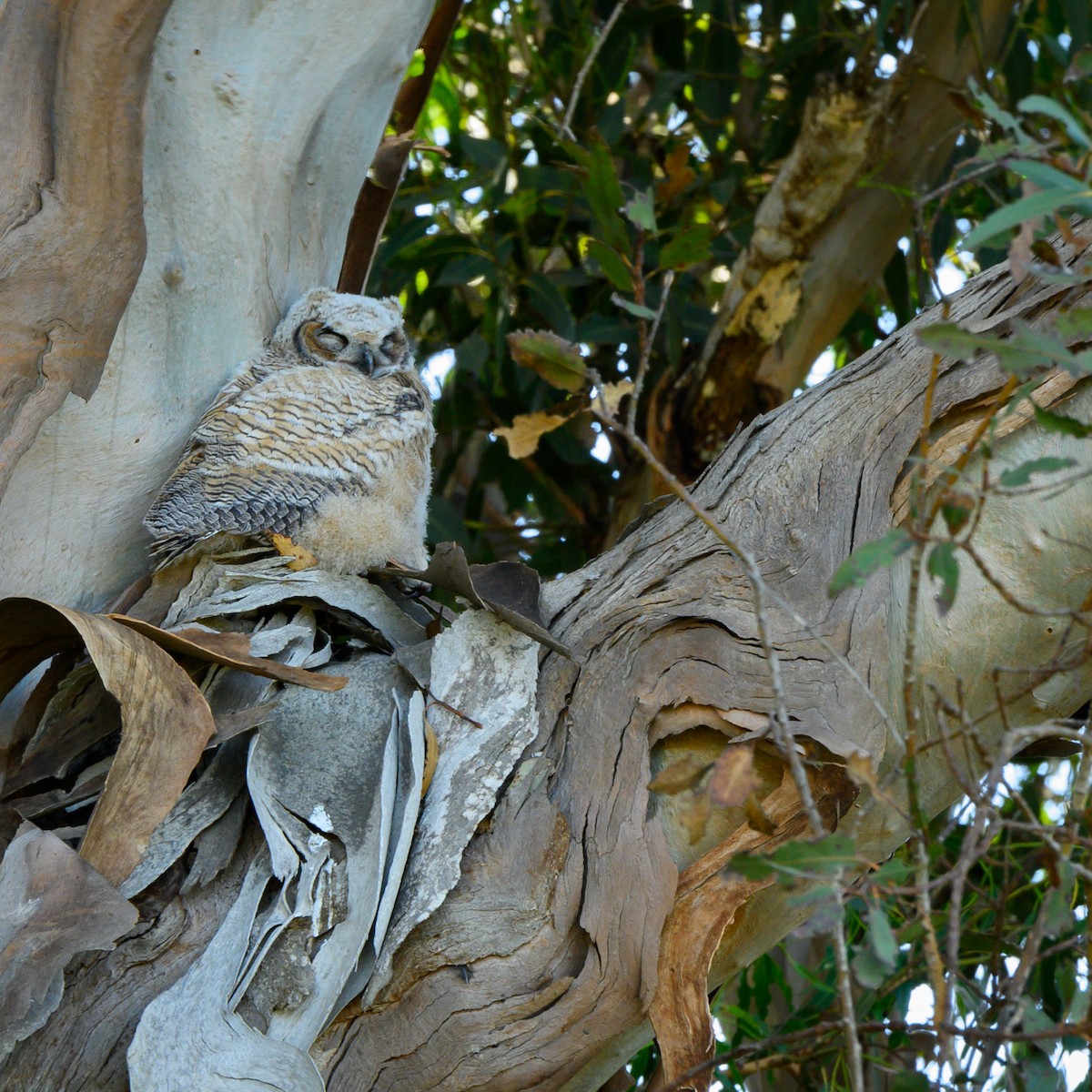 Great Horned Owl - Jeffrey Gray