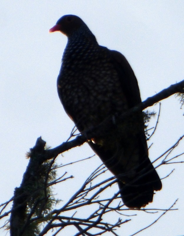 Scaled Pigeon - ML159126741