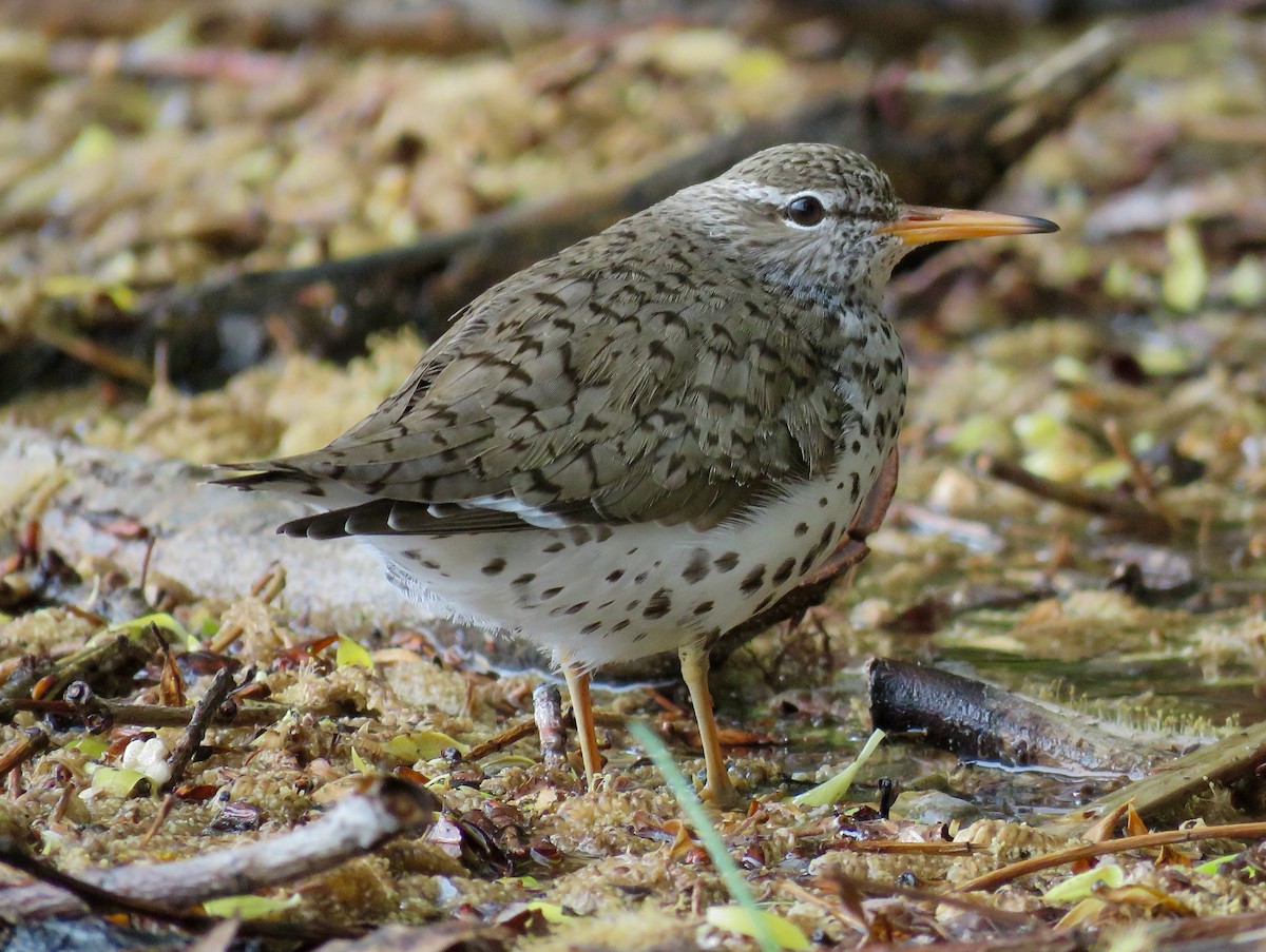 Spotted Sandpiper - Nick Swan