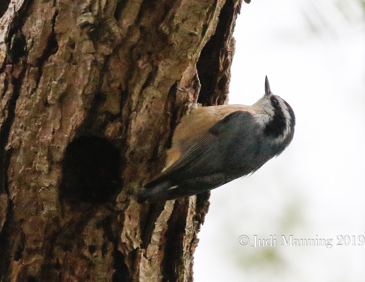 Red-breasted Nuthatch - Carl & Judi Manning