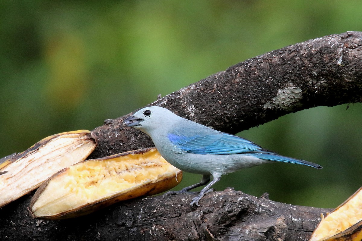 Blue-gray Tanager - ML159136811