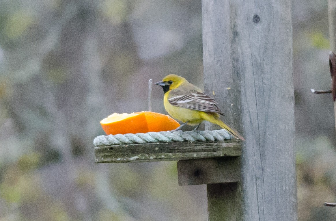 Orchard Oriole - ML159137921