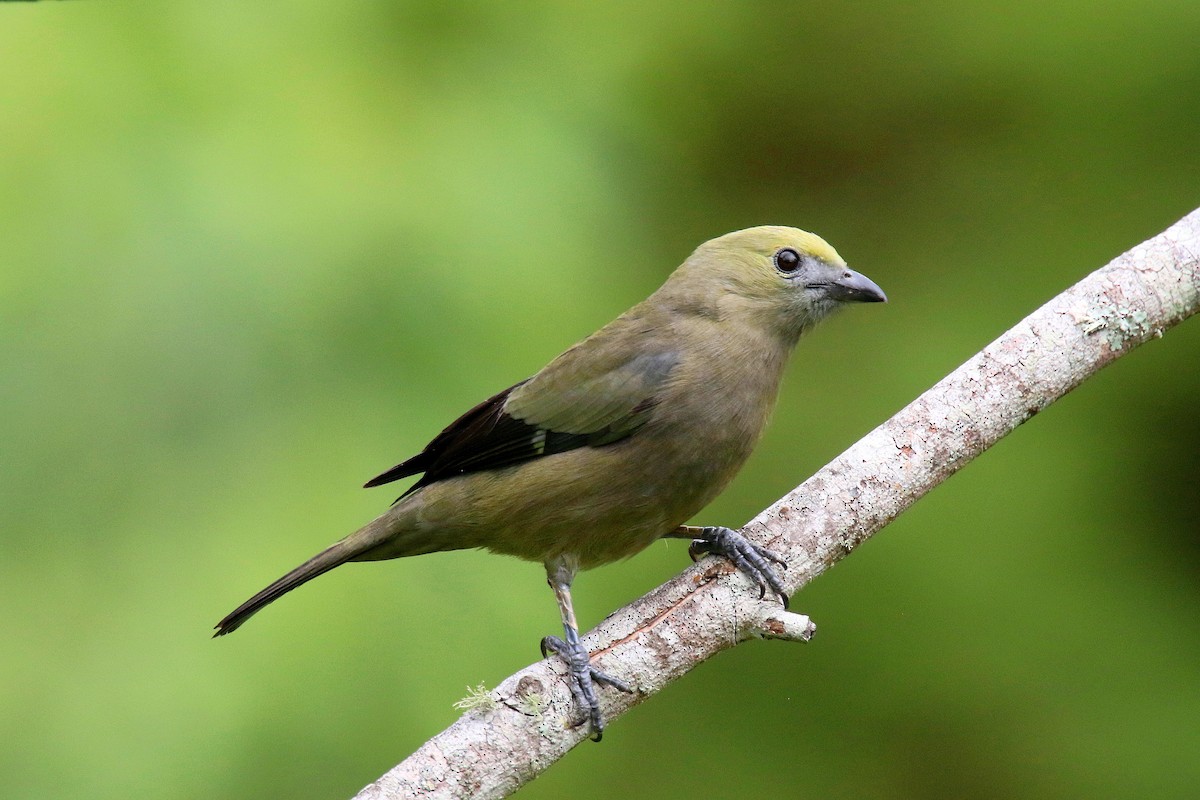 Palm Tanager - ML159138351