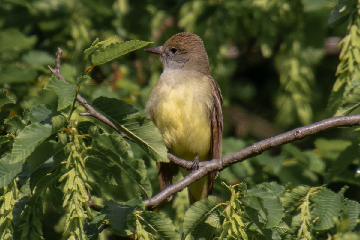Great Crested Flycatcher - ML159138841