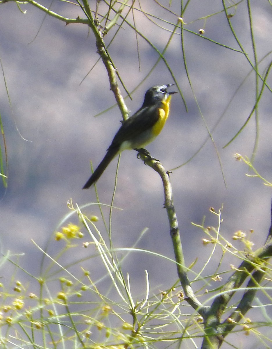 Yellow-breasted Chat - ML159139381