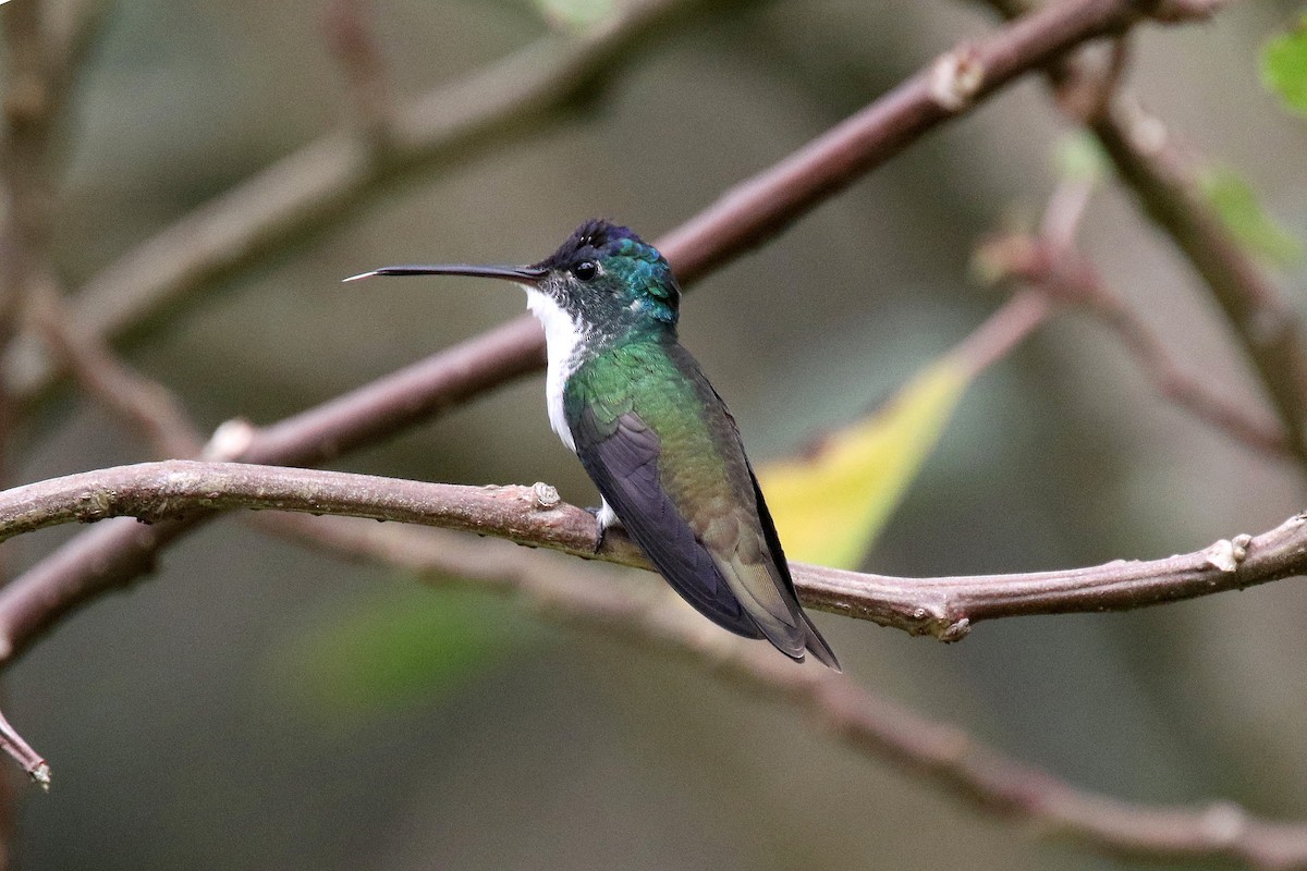 Andean Emerald - ML159140441