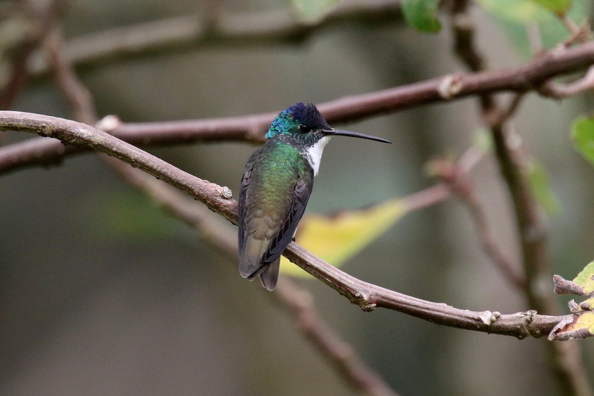kolibřík andský - ML159140471