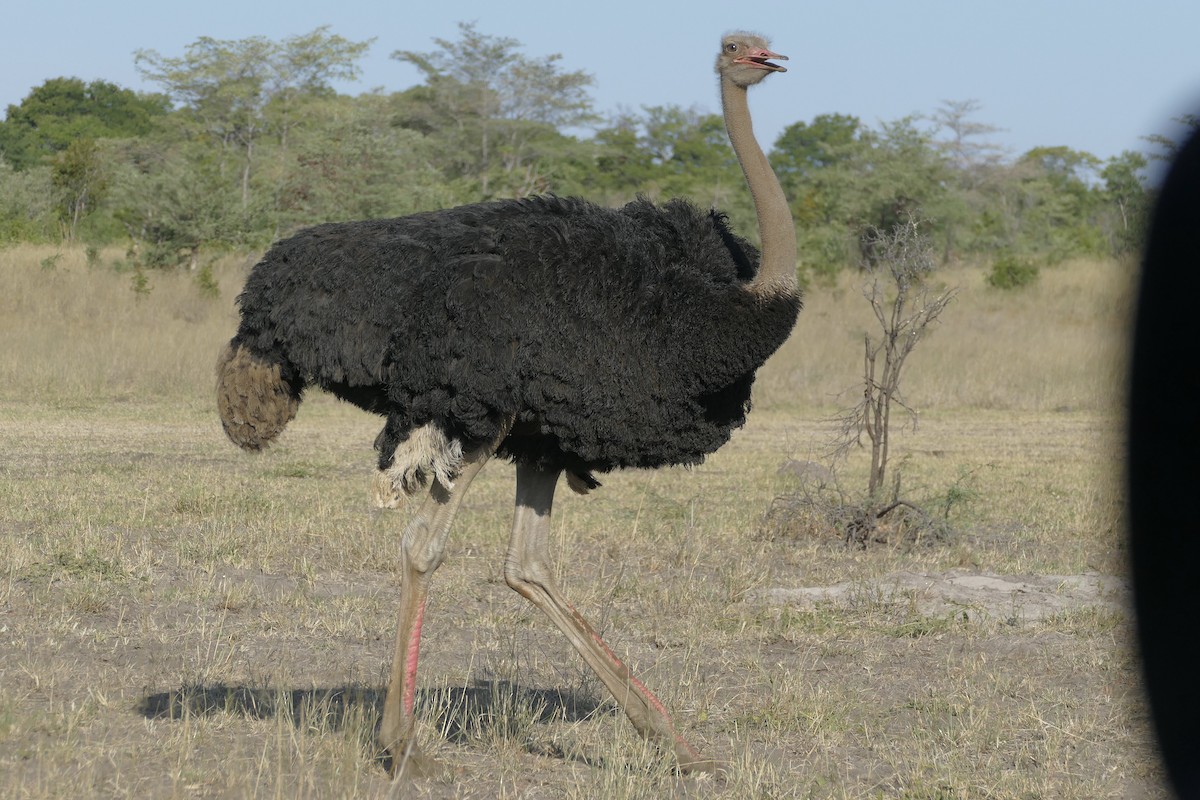 Common Ostrich - Peter Kaestner