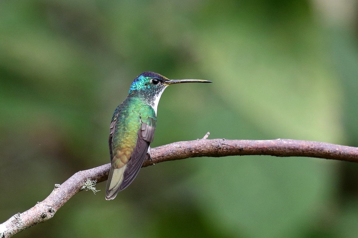 Andean Emerald - ML159140871