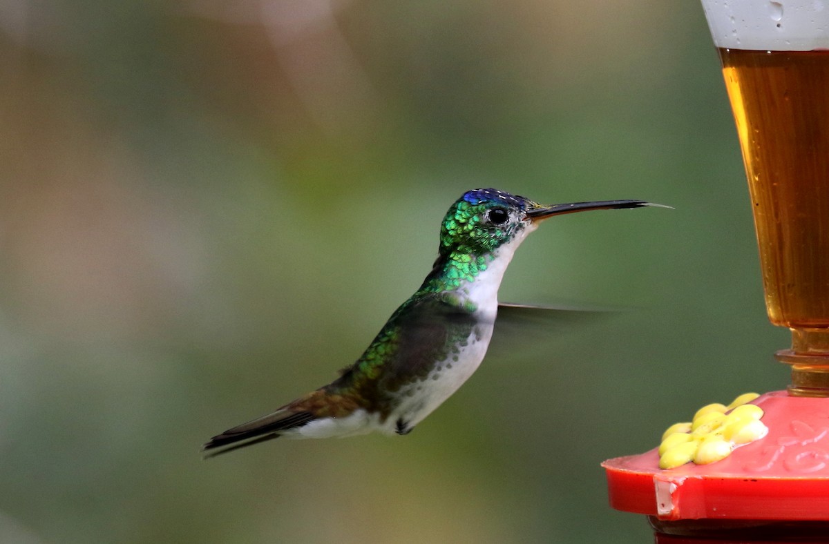 kolibřík andský - ML159140881